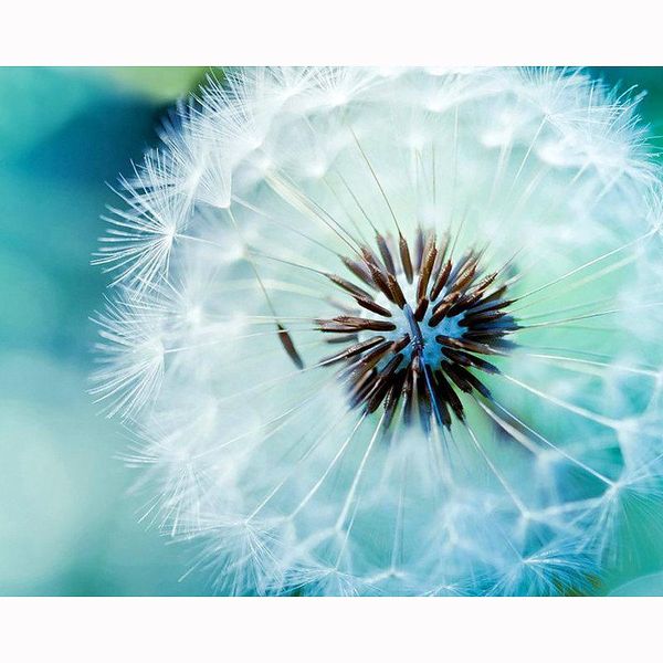 

diamond painting 5d diy full square mosaic white dandelion rhinestone embroidery cross stitch home decor gift kbl