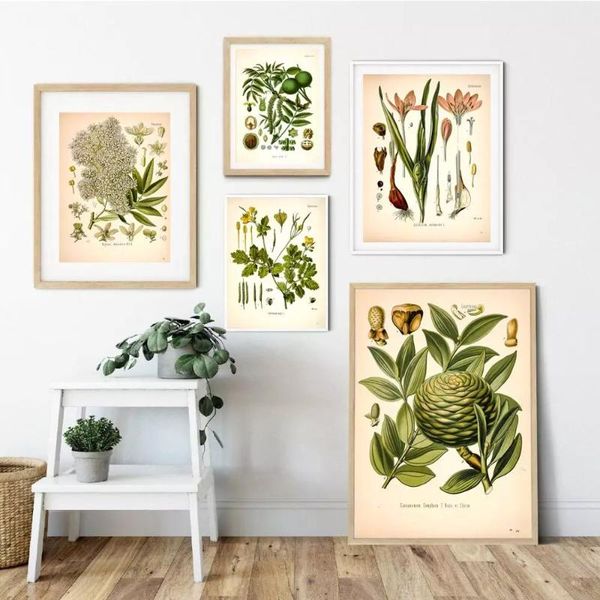 

paintings vintage medicinal plants posters and prints botany educational wall art pictures botanical kitchen decoration