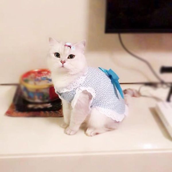 

cat costumes lovely pet dress puppies cute animal wedding party skirt clothes chihuahua summer lace dresses dog clothing supplies