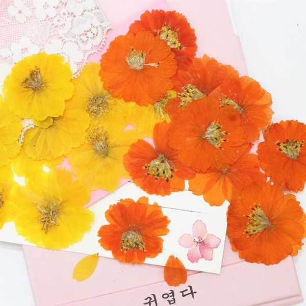 

decorative flowers & wreaths 6pcs/lot 3-6cm pressed dried small cosmos sulphureus diy handmade mobile phone case crafts floral making decora