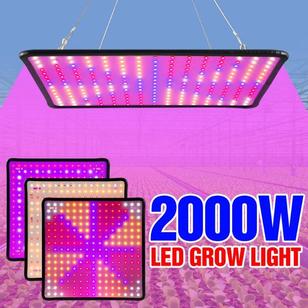

phyto lamp led grow light for plant 220v indoor lighting lampara panel bulb hydroponics 110v seeds tent lights