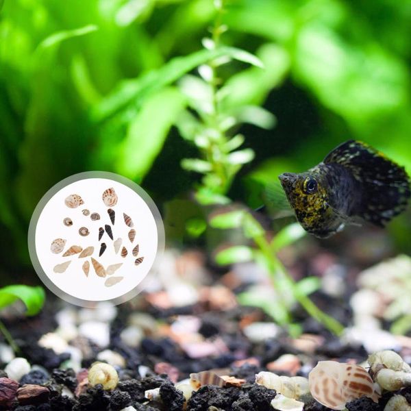 

decorations 1 box natural conch shell ornaments aquarium fish tank landscaping