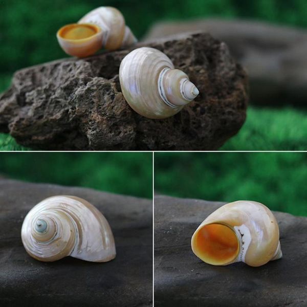 

decorations roll shellfish hermit crab carapace fish aquarium landscaping decoration natural conch indoor canister ornaments