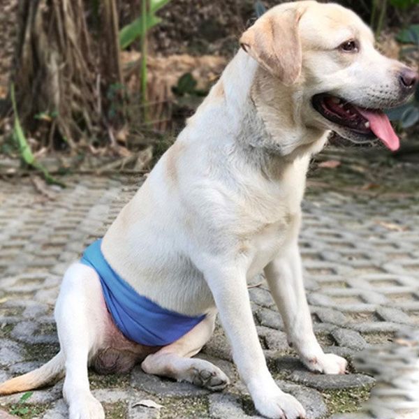 

dog apparel pet male diaper physiological sanitary shorts underwear pant protection belly belt anti-harassment hygiene pants