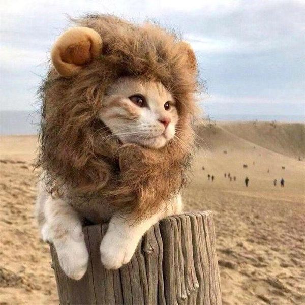 

cat costumes funny clothes for cats lion mane costume hair wig cap dog small dogs christmas pet halloween