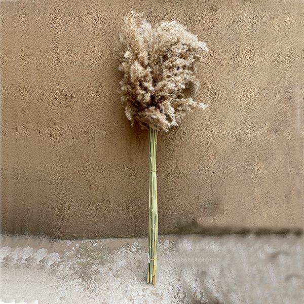 

total length 80 cm large size long stem flower real dried pampas grass wedding decor for tall vase bouquet bunch natural plants