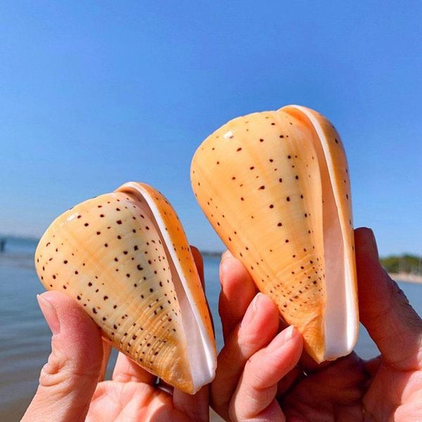 

novelty items natural yellow corn conch sea shell seashell specimen beach decoration home nautical wedding decor aquarium landscape