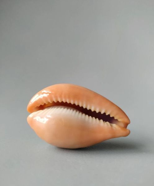 

novelty items natural selection collection rare conch jade female treasure snail