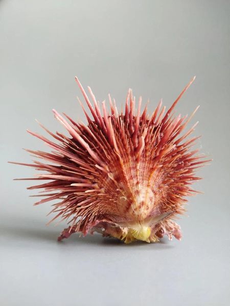 

novelty items natural selection,collection rare conch