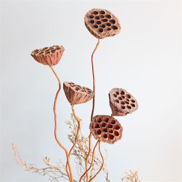 

dried bonsai decor seedpod of lotus 5pcs real plants flowers natural brwon pods with stems no seeds decorative & wreaths1