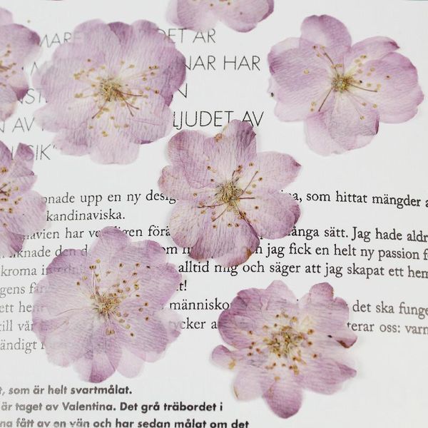 

decorative flowers & wreaths 12pcs/lot small sakura dried for resin jewellery pressed real natural cherry blossom parent-child diy handmade