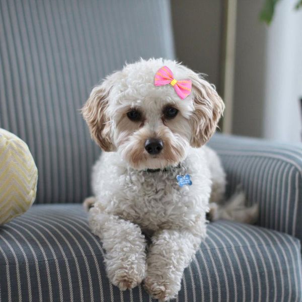 

dog apparel 10pcs hair clips pet grooming products cat puppy accessories