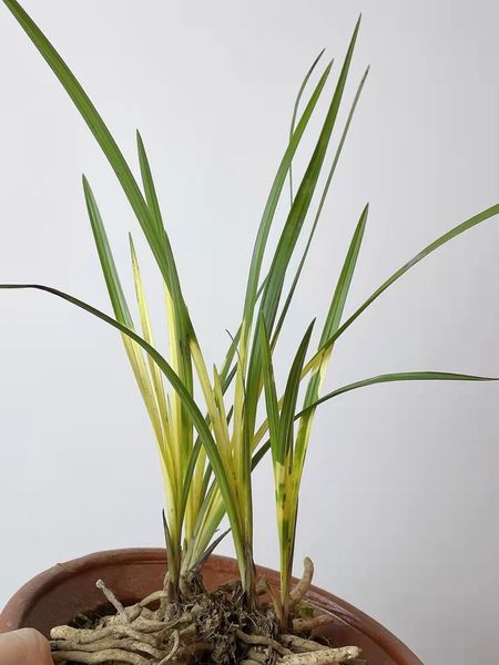 

chinese wild orchid rare greenery plant,potted orchids ground-grown grass