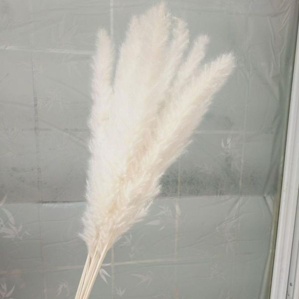 

decorative flowers & wreaths natural dried small pampas grass phragmites communis wedding flower bunch 60cm tall for home decor rated