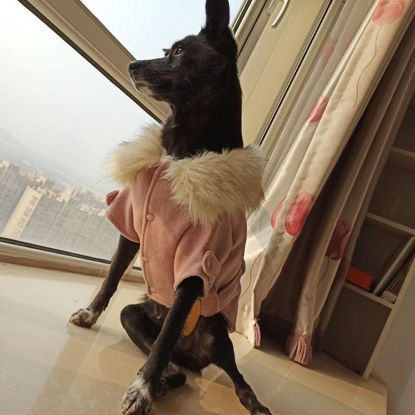 

dog apparel big fur collar pet coat jacket light luxury clothes for small dogs yorkies shih tzu winter puppy clothing pets products