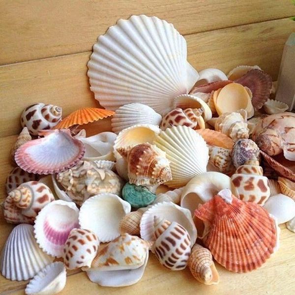 

novelty items 30pcs/bag mix aquarium beach nautical diy shells mixed bulk approx 100g sea shell