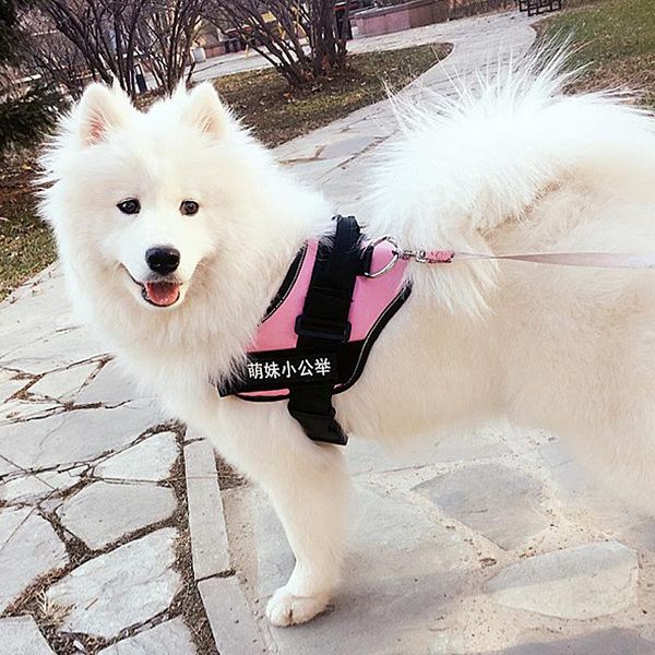 

dog apparel comfortable adjustable vest outdoor walking supplies small large dogs reflective breathable vests clothes plus size