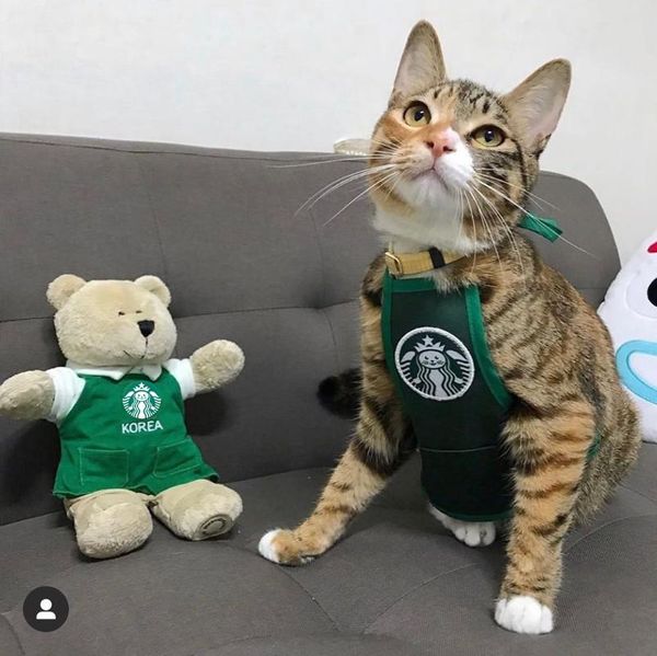 

cat costumes cute cafe work clothes dog bib apron pet saliva towel po props clothing