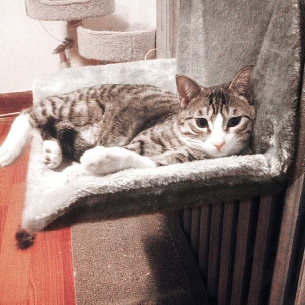 

cat beds & furniture removable pet hammock bed hanging chair