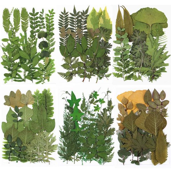 

decorative flowers & wreaths natural dried leaves green plants diy crystal epoxy resin for jewellery handicraft materials