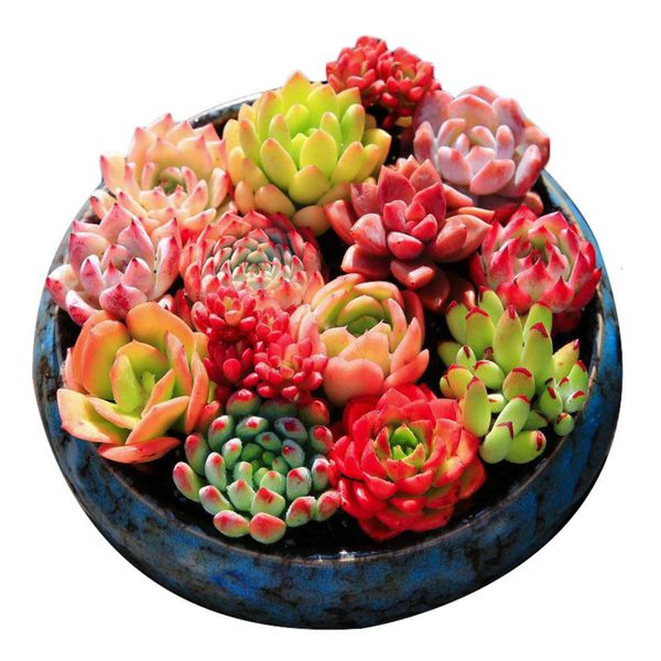 

red office deskfour seasons potted succulent plants, Black