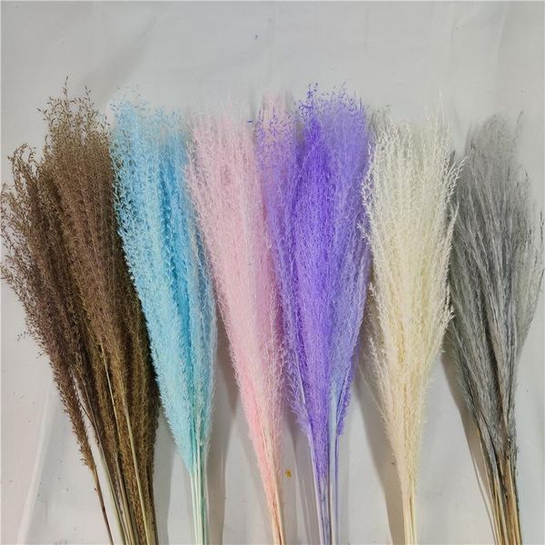 

decorative flowers & wreaths dried flower natural pampas grass reed plants home decor wedding bouquet phragmites bunch materials feather