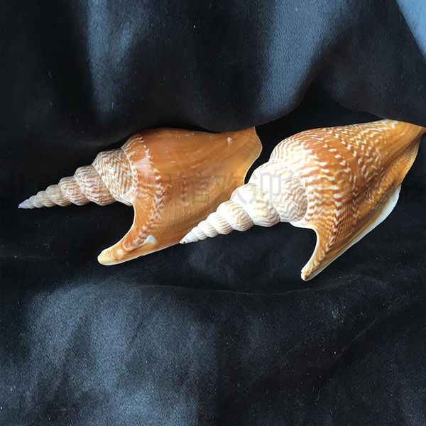

natural golden axe phoenix snail 10-12cm rare collection shell conch variety novelty items