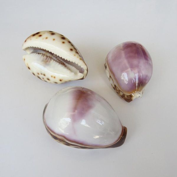 

novelty items 1pc natural conch shell purple white collection specimen decorative coral fish tank landscaping props