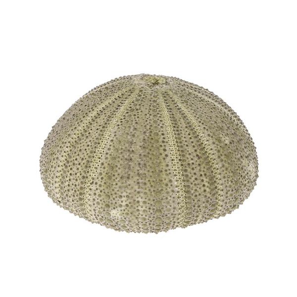 

natural sea urchin reptile box aquarium gardening decorations diy art craft ornament w0yc