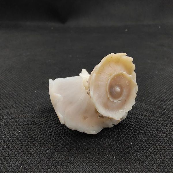 

novelty items natural shell conch mawar flower fairy home decoration collection