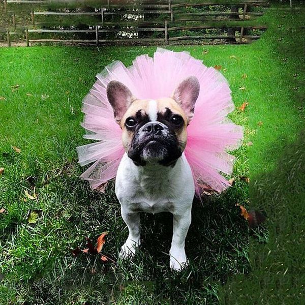 

dog apparel princess dress skirt female mesh gauze tutu skirts pet cat party summer clothes performance costume