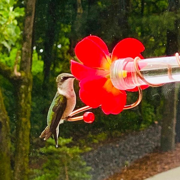 

other bird supplies courtyard feeder red berries humming 1 feeding bottles qw