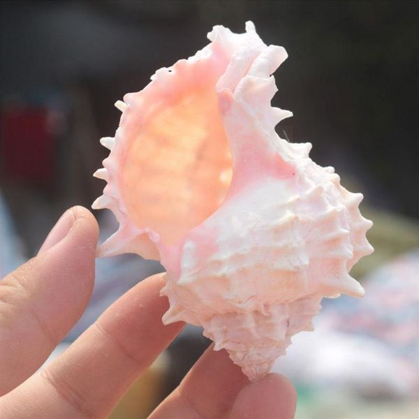 

decorations 8-10cm natural conch hermit crab crustacean fish thorn snail roll red coral deco fro r6h5