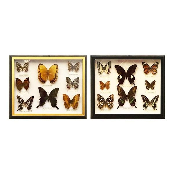 

frames real butterfly specimen education information collection poframe art decoration homedecoration holidaygift