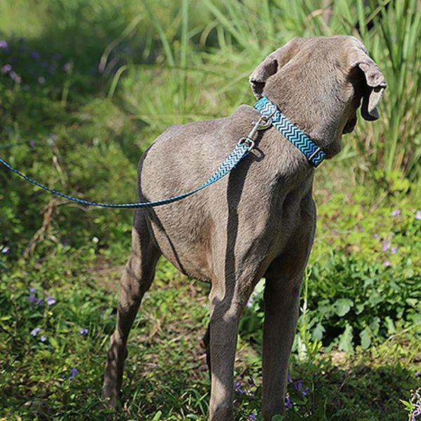 

dog collars & leashes collar leash set quick release leas for pet cat 6 color geometric figure series colorful design