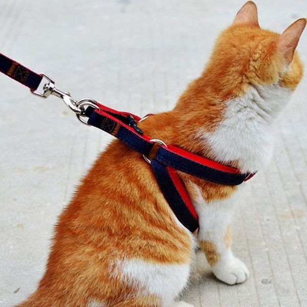 

dog collars & leashes puppy harnesses lead set cowboy traction rope strong leash collar teddy pet training supplies large accessories