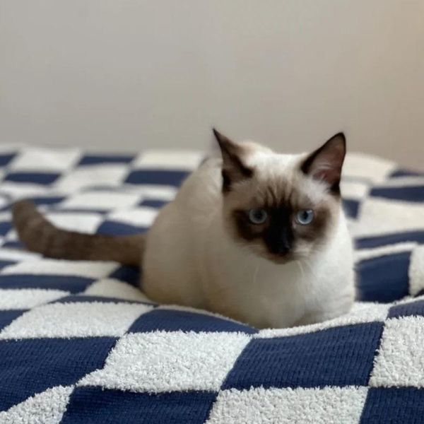 

blankets single sofa blanket thin section air-conditioning shawl wind soft waxy checkerboard knitted napping blan