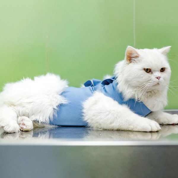 

cat costumes pet recovery suit after elastic professional bandage shirt costume soft puppy kitten care supplies