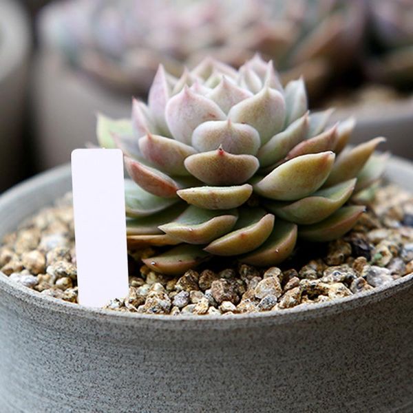 

pvc plant label for seedlings i-shaped reusable waterproof tag pot marker garden stake white 2*10cm dtt88 decorations