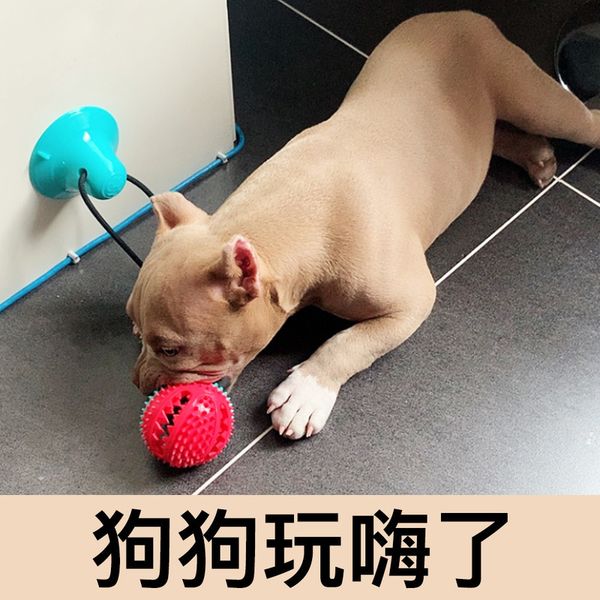 

pet sucker pup pull tease golden samo dog training bite resistant pet toy