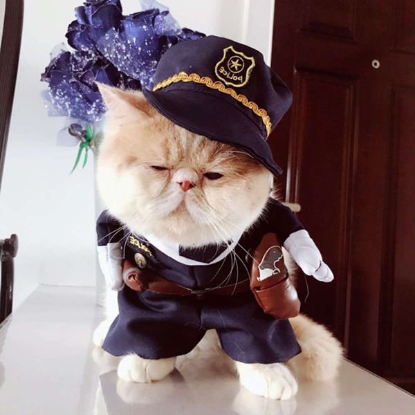 

the dog clothes cat clothes, dog tiktok, pet dress, funny, changing, and summer wear.