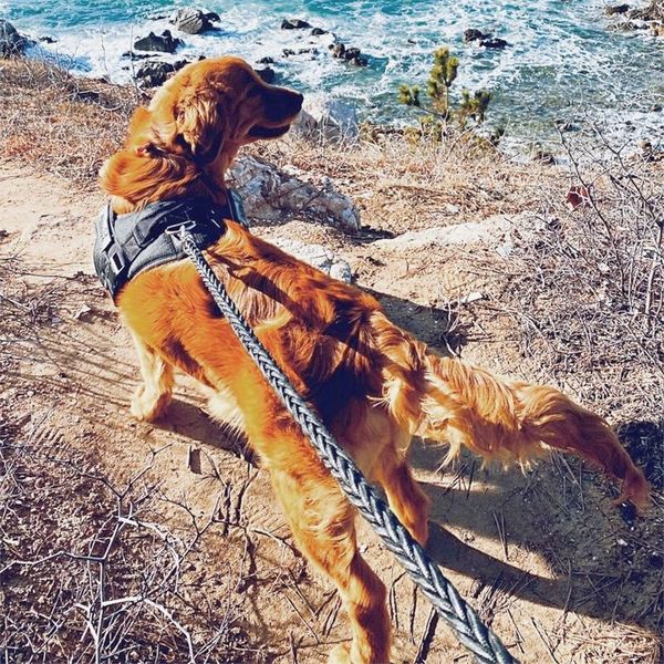 

dog collars & leashes explosion proof harness reflective design vest-style leash small- large wearable 3m strong light reflector