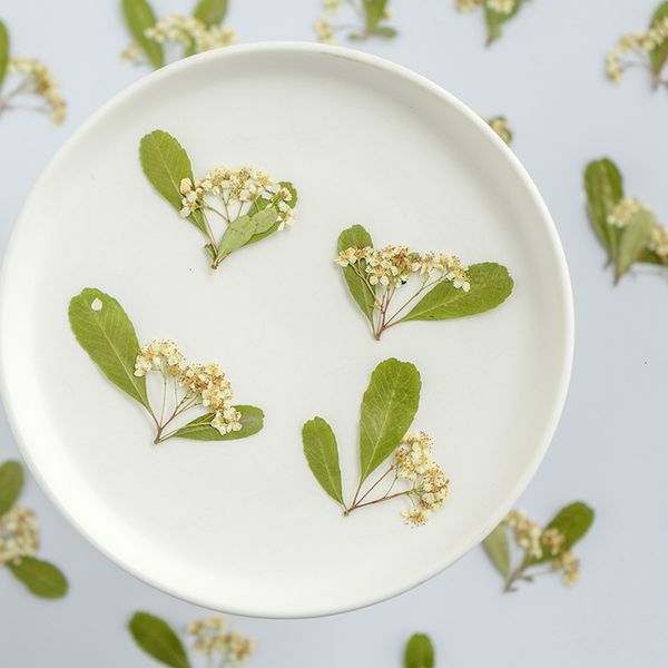 

pyracantha fortunei flower branch embossing dry plant specimen tree leaf manual decal diy bookmark material festival gift design