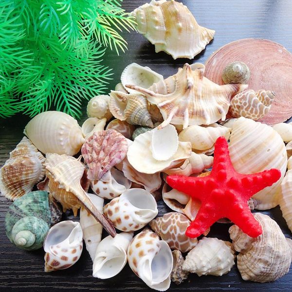 

novelty items natural conch shells decorative mini beach seashells crafts for diy home aquarium landscape decoration