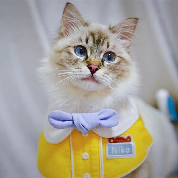 

cat bib dog collar accessories harness animal mascotas leash perros chiens arnes perro pequeo for pets cute car seat covers