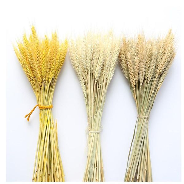 

real wheat ear flower decoration natural pampas tail grass dried flowers for wedding party diy craft scrapbook bouquet decorative & w wreath