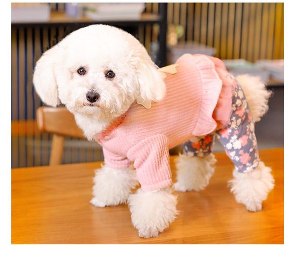 

cat clothes costumes