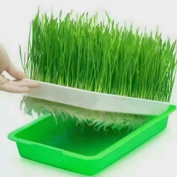 

planters & pots soilless seedling tray for cat dog pet grass water planting nursery plate hydroponics seeded bed float grow sowing sp