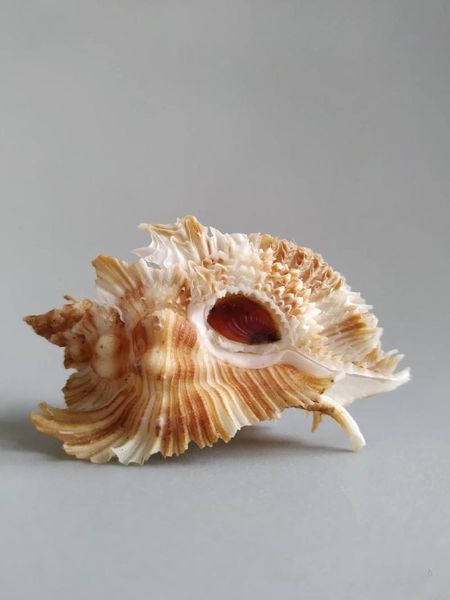 

novelty items natural selection, collection, rare, quality conch with lid