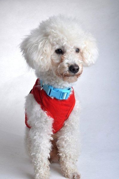 

pet dog cat collar 2.5cm width nylon s.m.l collars & leashes